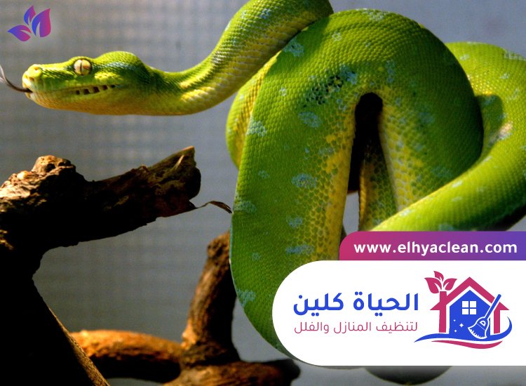 شركة مكافحة الافاعي في دبي 5 شركة مكافحة الافاعي في دبي