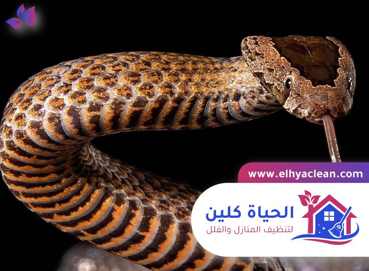 شركة مكافحة الافاعي في عجمان 3 شركة مكافحة الافاعي في عجمان