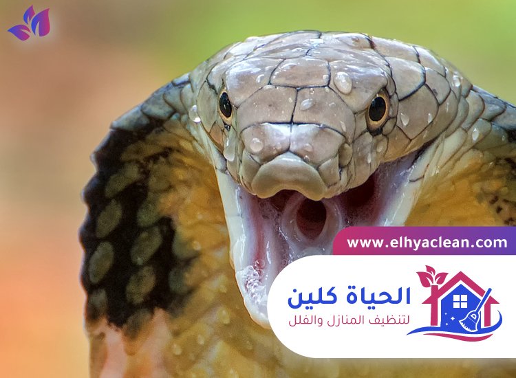 شركة مكافحة الافاعي في عجمان 4 شركة مكافحة الافاعي في عجمان