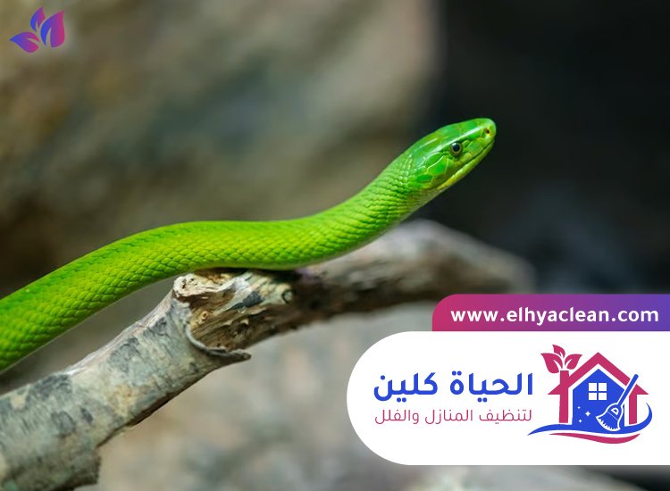 شركة مكافحة الافاعي في ام القيوين 3 شركة مكافحة الافاعي في ام القيوين