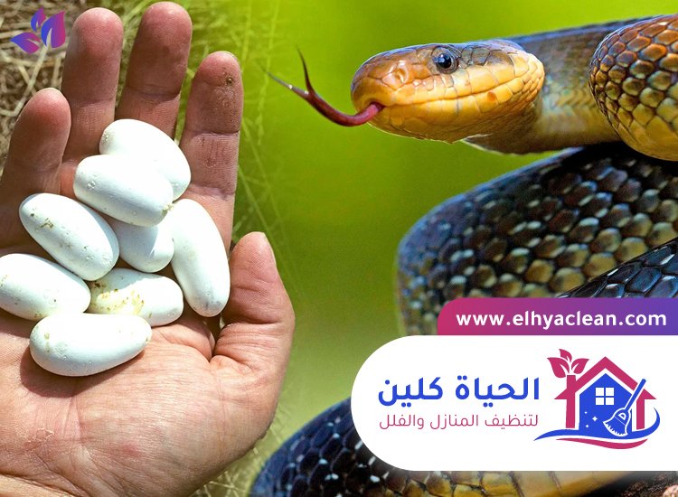 شركة مكافحة الافاعي في ام القيوين 5 شركة مكافحة الافاعي في ام القيوين