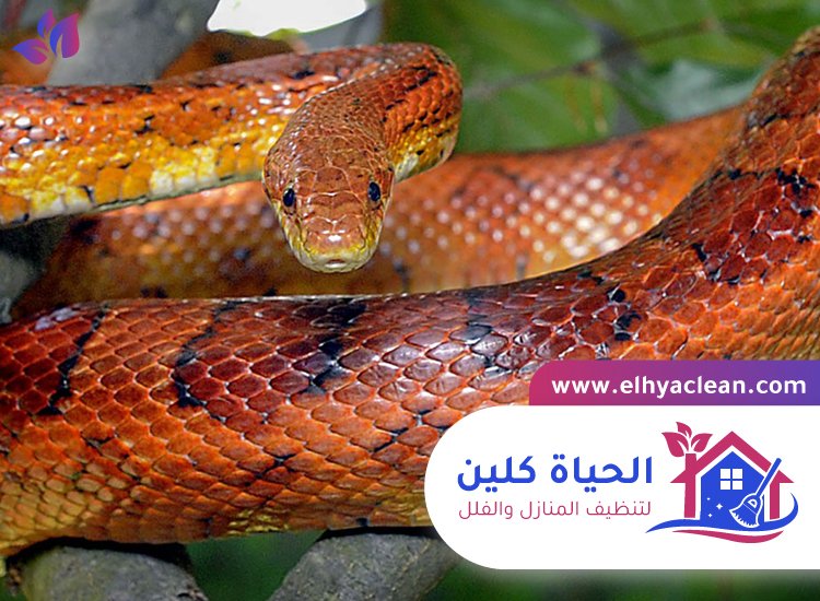 شركة مكافحة الافاعي في ام القيوين 4 شركة مكافحة الافاعي في ام القيوين