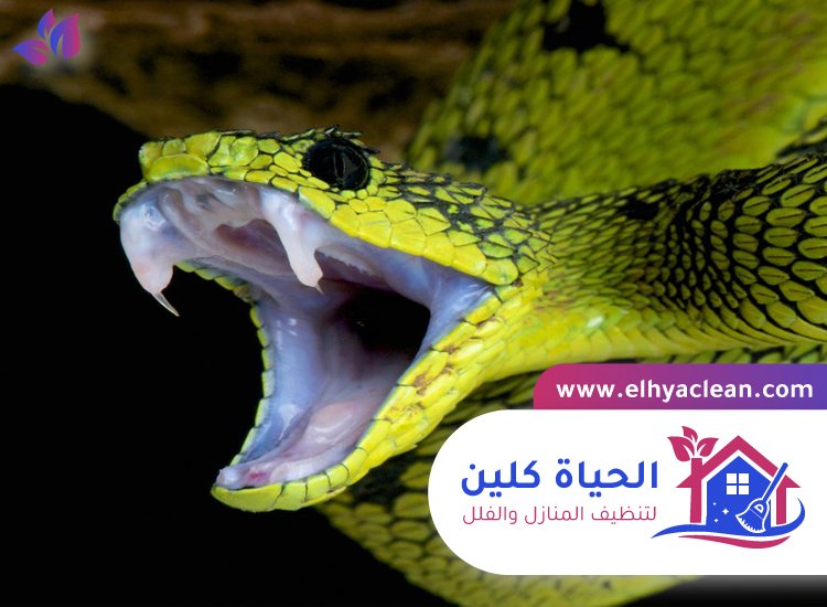 شركة مكافحة الافاعي في راس الخيمة 4 شركة مكافحة الافاعي في راس الخيمة