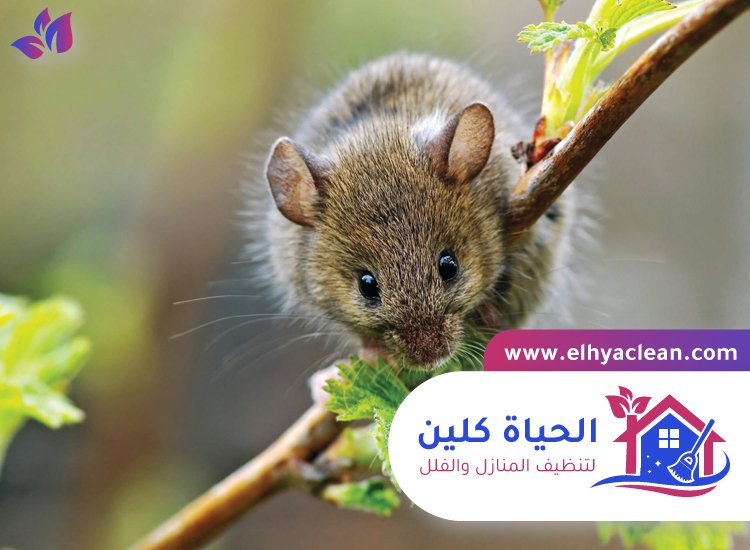 شركة مكافحة الفئران في دبي 4 شركة مكافحة الفئران في دبي