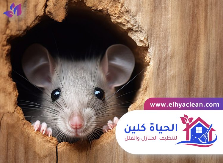 شركة مكافحة الفئران في دبي 3 شركة مكافحة الفئران في دبي