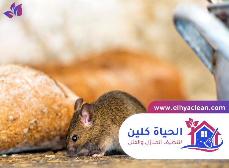 شركة مكافحة الفئران في دبي 2 شركة مكافحة الفئران في دبي
