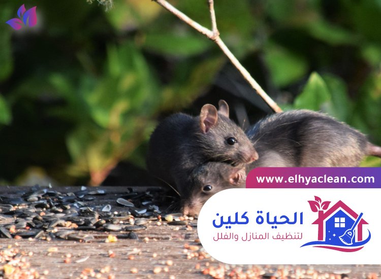 شركة مكافحة الفئران في دبي 2 شركة مكافحة الفئران في دبي