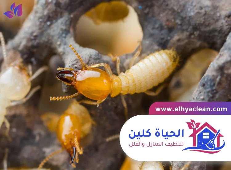 شركة مكافحة الرمة في عجمان 7 شركة مكافحة الرمة في عجمان