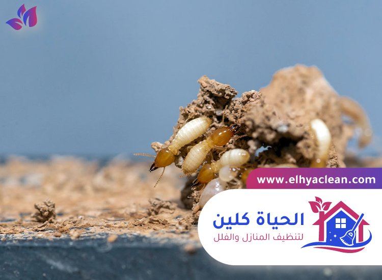 شركة مكافحة الرمة في الشارقة 2 شركة مكافحة الرمة في الشارقة