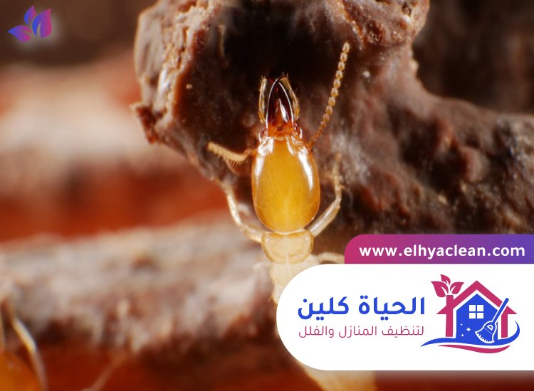 شركة مكافحة الرمة بالامارات 3 شركة مكافحة الرمة بالامارات