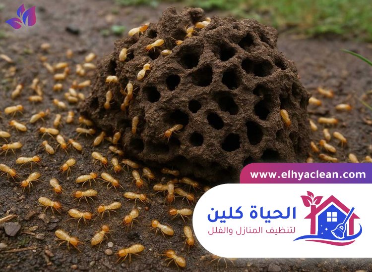 شركة مكافحة الرمة بالامارات 4 شركة مكافحة الرمة بالامارات