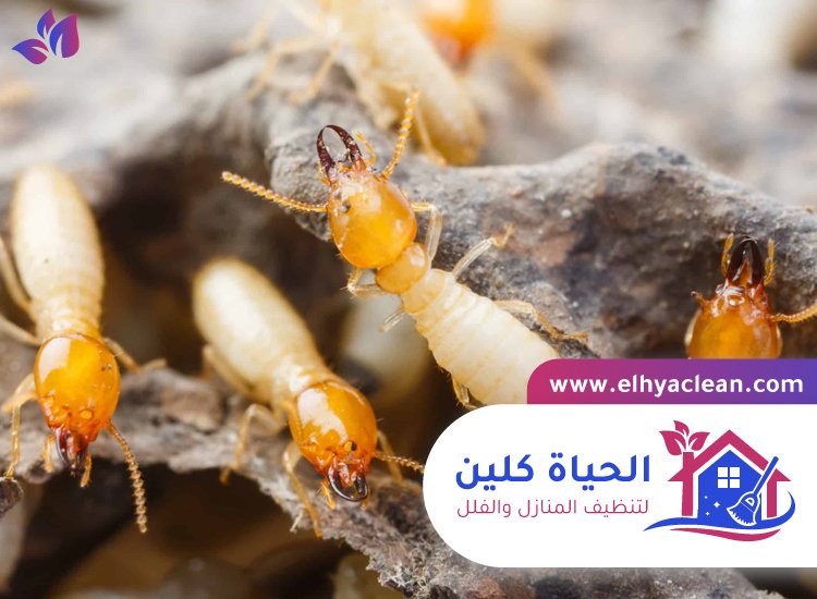 شركة مكافحة الرمة بالامارات 5 شركة مكافحة الرمة بالامارات