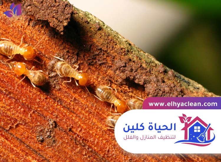 شركة مكافحة الرمة في دبي 2 شركة مكافحة الرمة في دبي