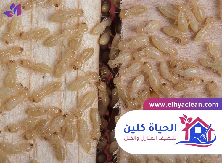 شركة مكافحة الرمة في دبي 4 شركة مكافحة الرمة في دبي