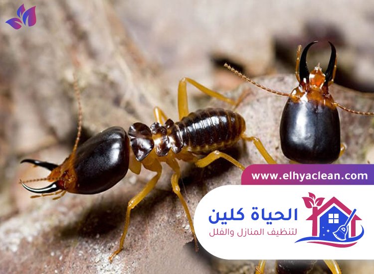 شركة مكافحة الرمة في الفجيرة 3 شركة مكافحة الرمة في الفجيرة