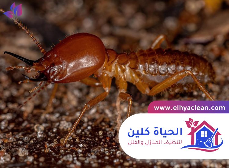 شركة مكافحة الرمة في الفجيرة 5 شركة مكافحة الرمة في الفجيرة