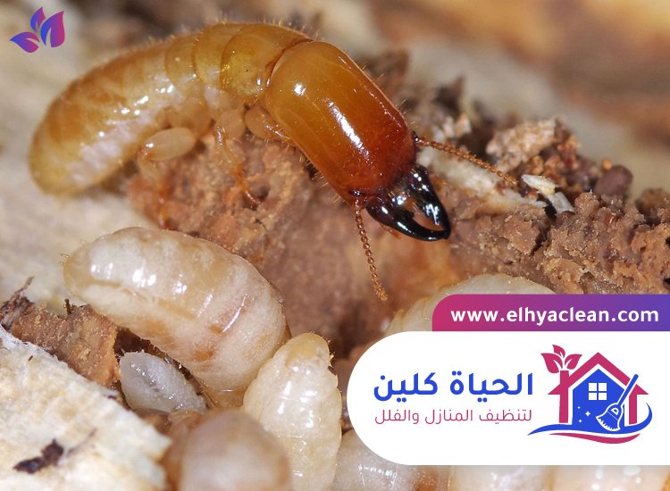 شركة مكافحة الرمة في عجمان 2 شركة مكافحة الرمة في عجمان