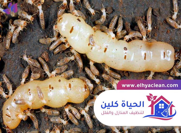 شركة مكافحة الرمة في عجمان 6 شركة مكافحة الرمة في عجمان