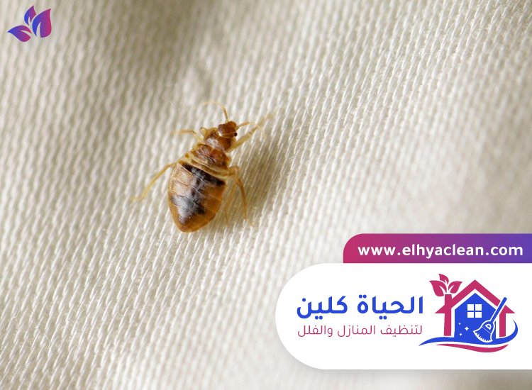 مكافحة بق الفراش في الشارقة 5 مكافحة بق الفراش في الشارقة