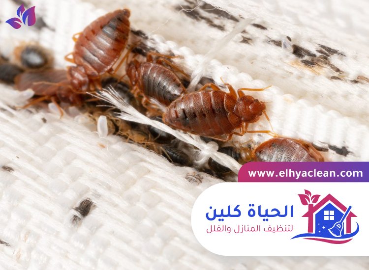 مكافحة بق الفراش في الشارقة 4 مكافحة بق الفراش في الشارقة