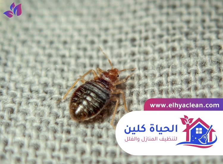 مكافحة بق الفراش في الشارقة 3 مكافحة بق الفراش في الشارقة