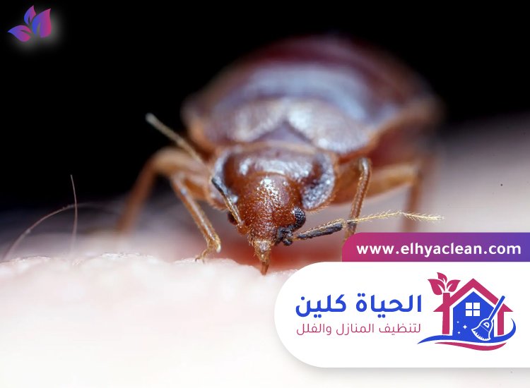 مكافحة بق الفراش في العين 3 مكافحة بق الفراش في العين