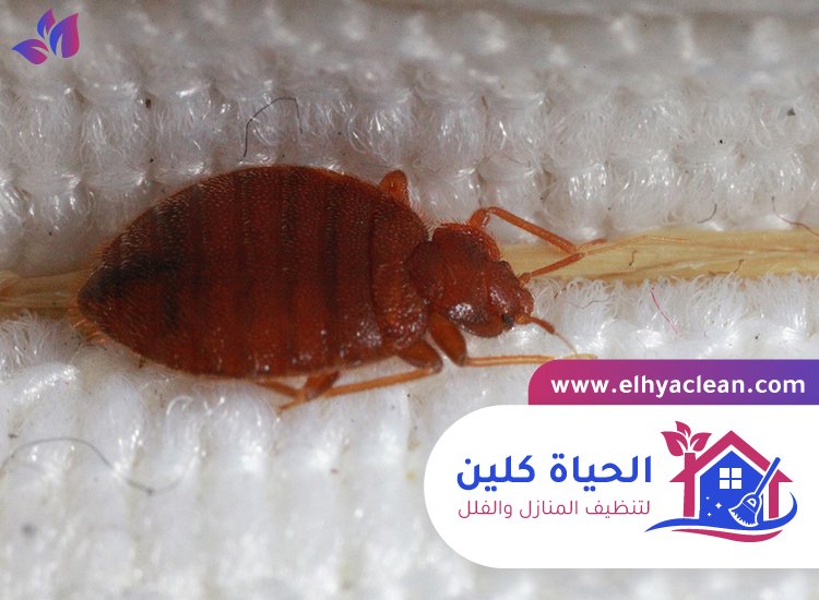 مكافحة بق الفراش في العين 2 مكافحة بق الفراش في العين