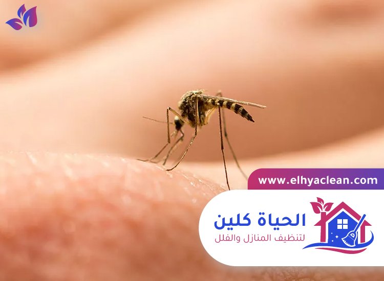 مكافحة الناموس في ابوظبي 4 مكافحة الناموس في ابوظبي