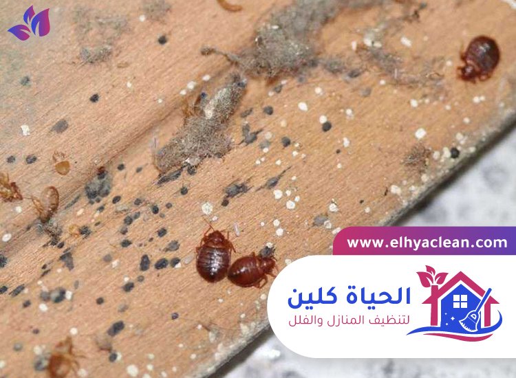 مكافحة بق الفراش في العين 2 مكافحة بق الفراش
