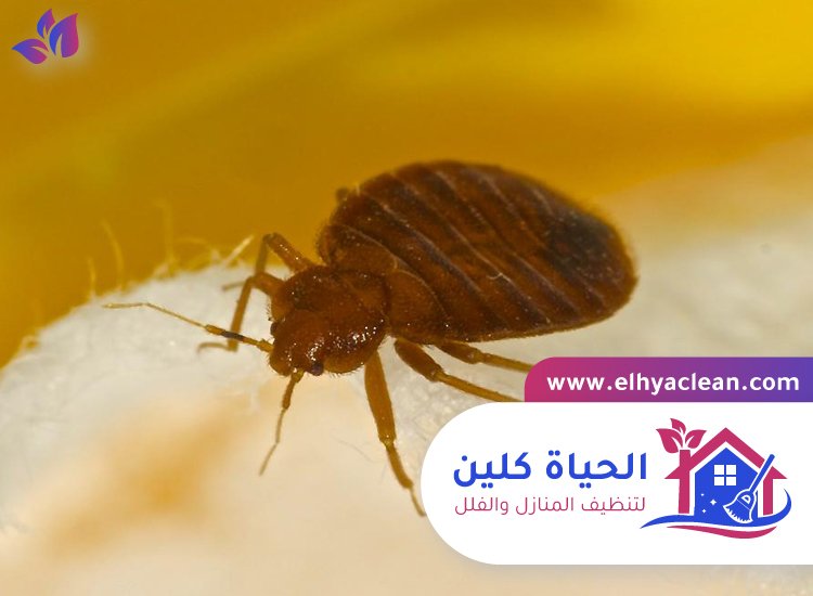مكافحة بق الفراش في الفجيرة 5 مكافحة بق الفراش في الفجيرة