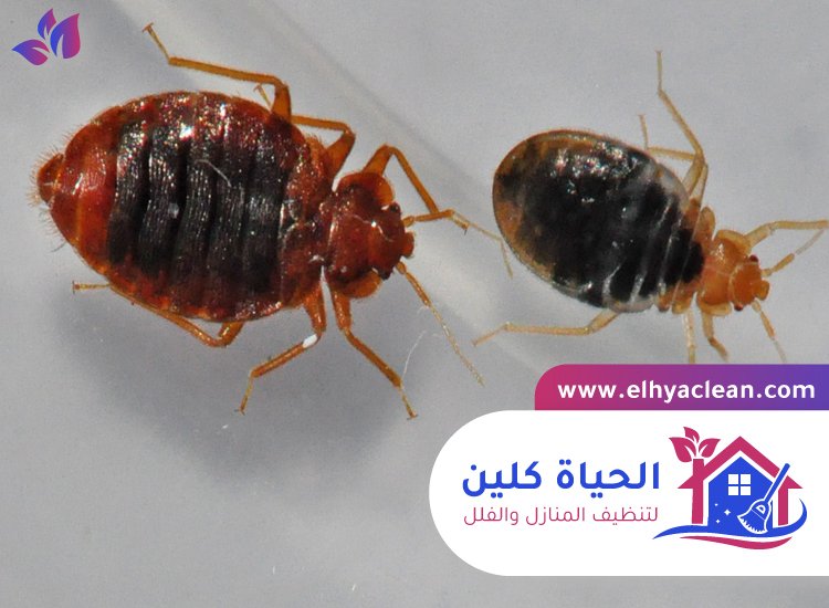 مكافحة بق الفراش في الفجيرة 3 مكافحة بق الفراش في الفجيرة