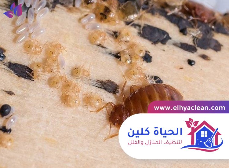 مكافحة بق الفراش في الفجيرة 2 مكافحة بق الفراش