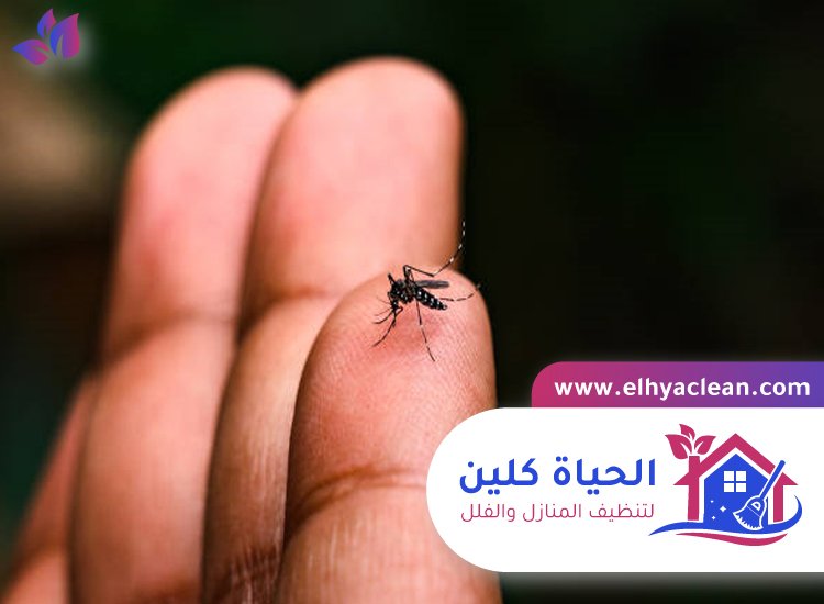 مكافحة الناموس في ابوظبي 3 مكافحة الناموس في ابوظبي