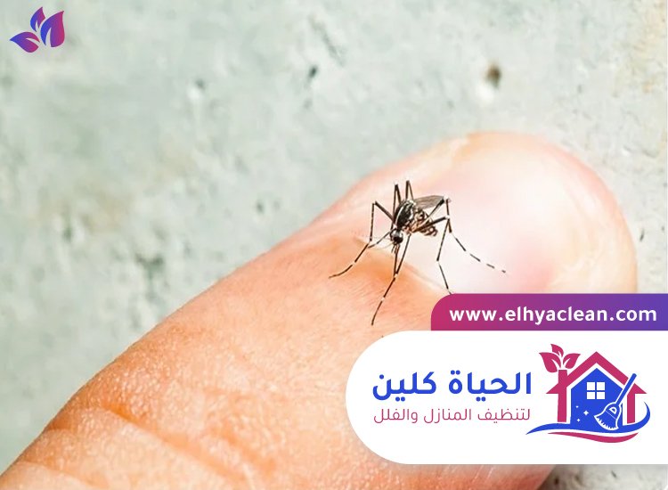 مكافحة الناموس في ابوظبي 2 مكافحة الناموس