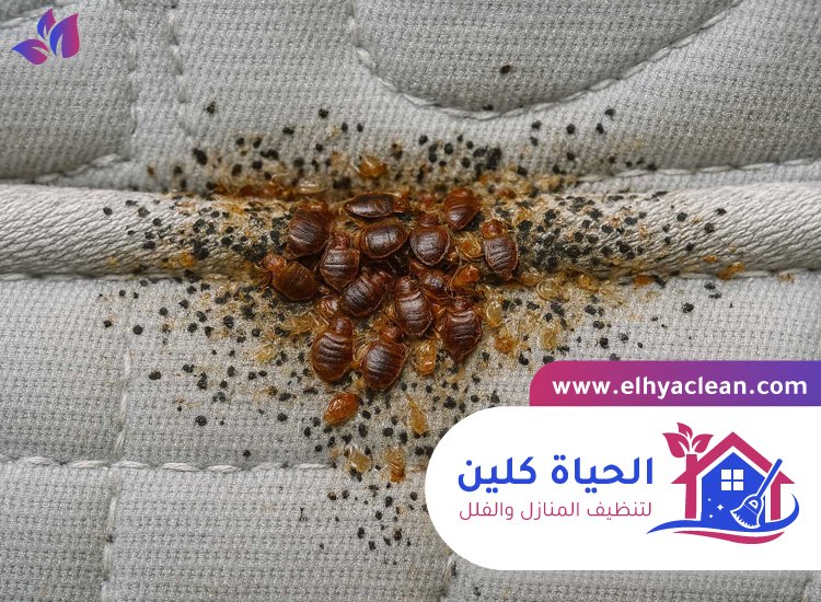 مكافحة بق الفراش في عجمان 4 مكافحة بق الفراش في عجمان