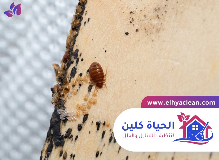 مكافحة بق الفراش في عجمان 3 مكافحة بق الفراش في عجمان