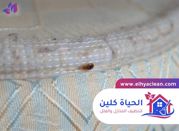 مكافحة بق الفراش في عجمان 2 مكافحة بق الفراش