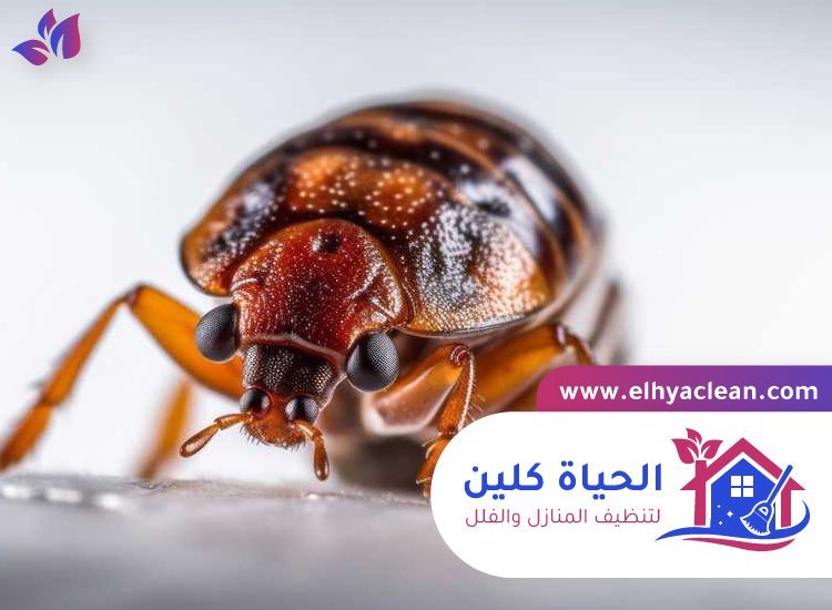 مكافحة بق الفراش في دبي 5 مكافحة بق الفراش في دبي
