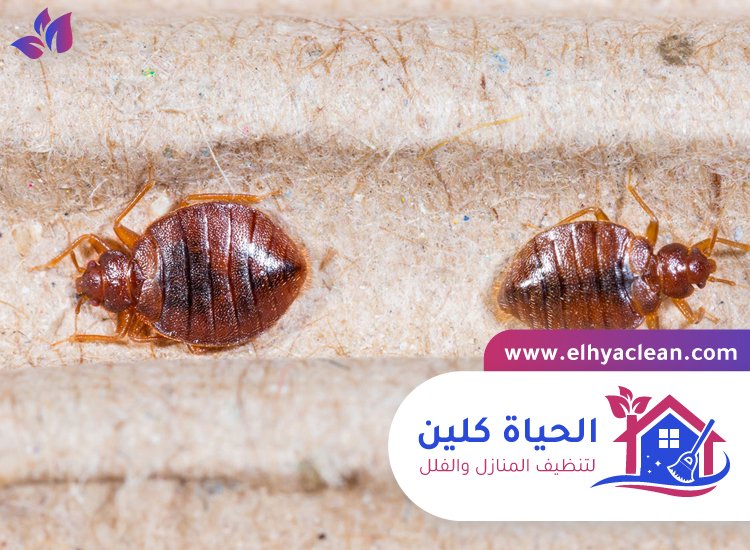 مكافحة بق الفراش في دبي 4 مكافحة بق الفراش في دبي