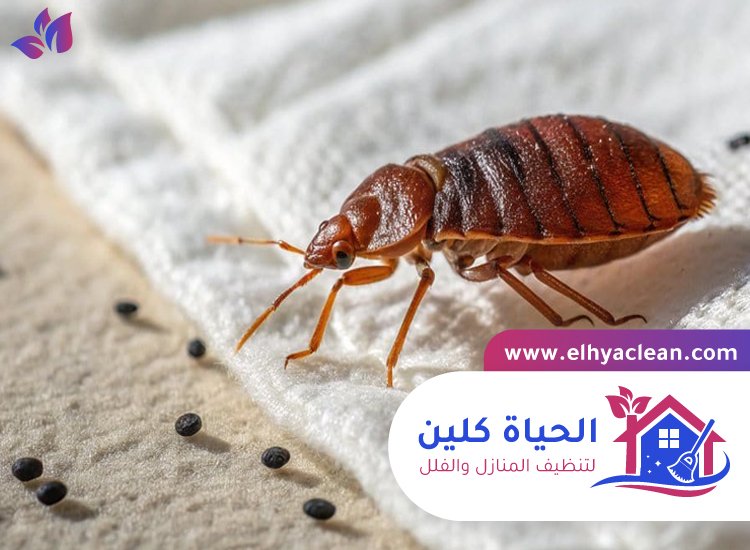 مكافحة بق الفراش في دبي 3 مكافحة بق الفراش في دبي