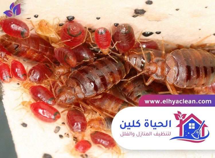 مكافحة بق الفراش في دبي 2 مكافحة بق الفراش