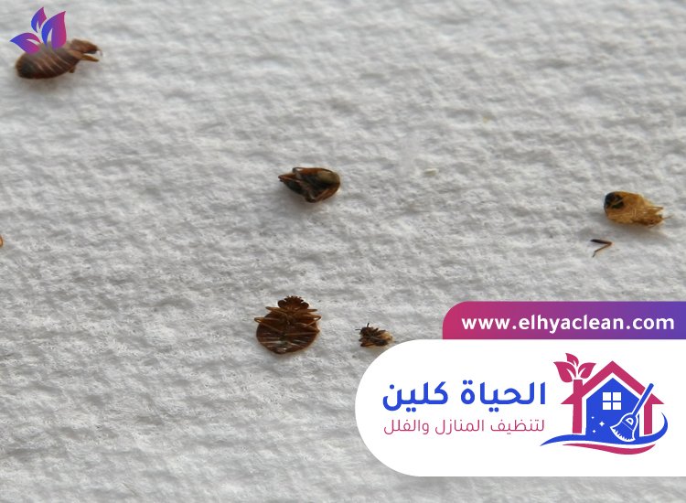 مكافحة بق الفراش في راس الخيمة 5 مكافحة بق الفراش في راس الخيمة