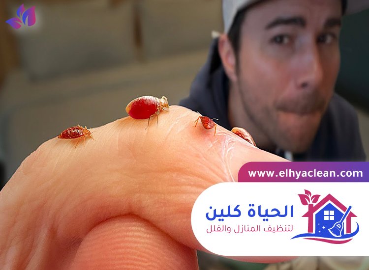 مكافحة بق الفراش في راس الخيمة 4 مكافحة بق الفراش في راس الخيمة