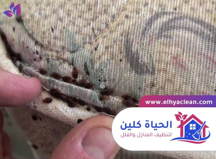 مكافحة بق الفراش في راس الخيمة 3 مكافحة بق الفراش في راس الخيمة