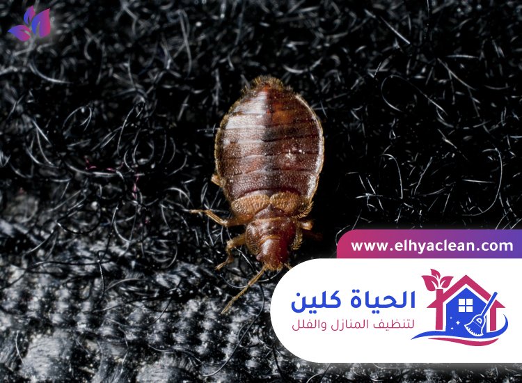 مكافحة بق الفراش في راس الخيمة 2 مكافحة بق الفراش