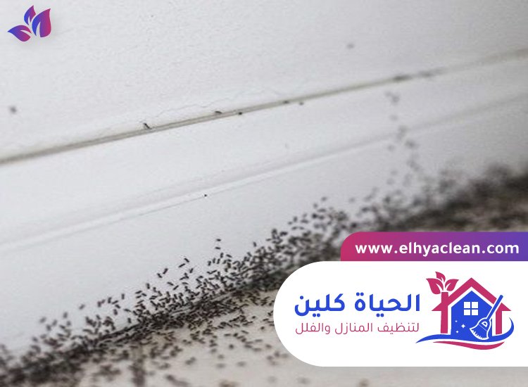 شركة مكافحة النمل في دبي 8 شركة مكافحة النمل في دبي
