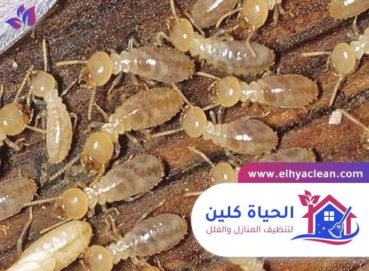 شركة مكافحة النمل في الفجيرة 3 شركة مكافحة النمل في الفجيرة