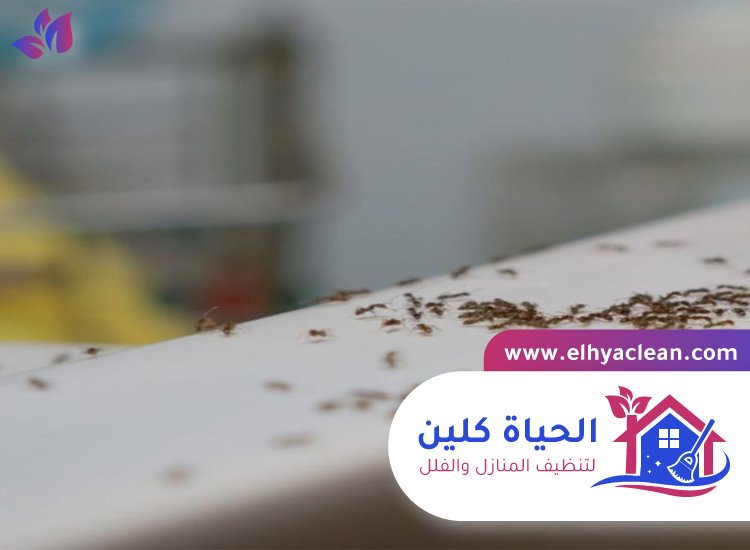 شركة مكافحة النمل في الشارقة 4 شركة مكافحة النمل في الشارقة