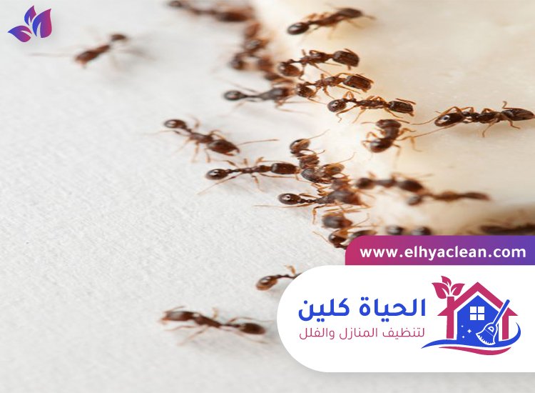 شركة مكافحة النمل في الفجيرة 2 شركة مكافحة النمل في الفجيرة