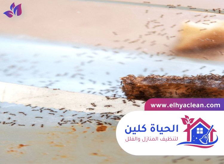 شركة مكافحة النمل